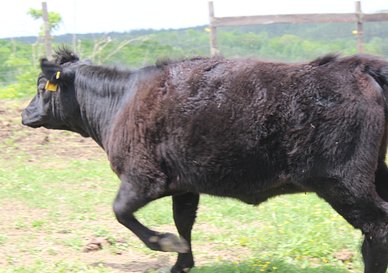 Ebony
